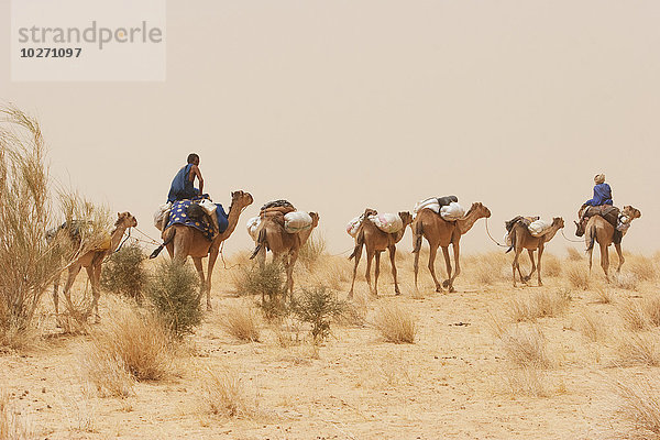 Kamelkarawane der Tuareg in der Nähe von Timbuktu  Mali