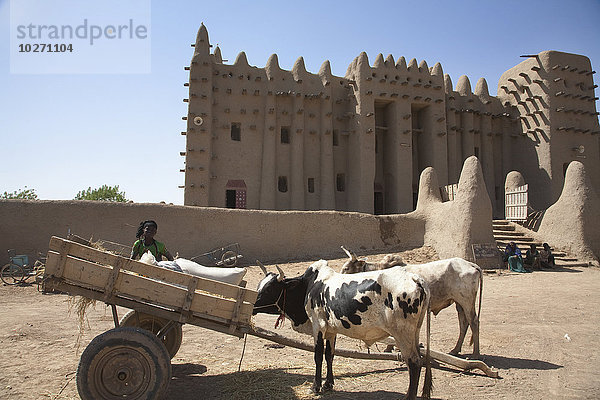Ochsenkarren vor der Großen Moschee  Djenne  Mali