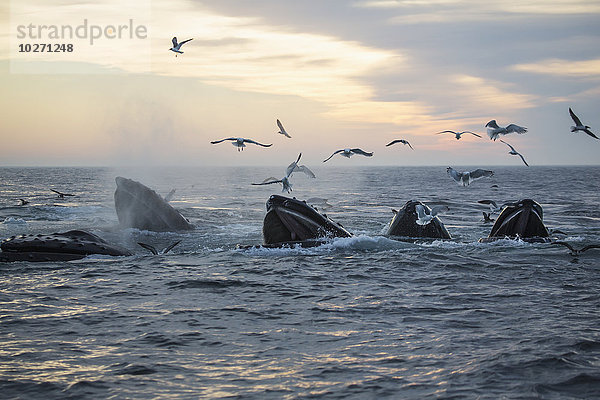 Buckelwale (Megaptera novaeangliae) und ein Vogelschwarm auf der Wasseroberfläche bei Sonnenuntergang; Massachusetts  Vereinigte Staaten von Amerika