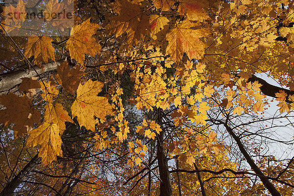 Ahornblätter im Herbst; Brampton  Ontario  Kanada'.