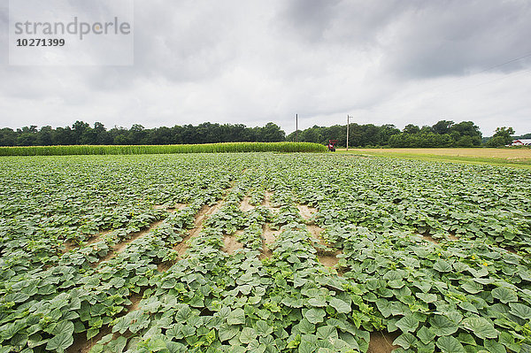 Feld mit Gurkenpflanzen  in der Nähe von Federalsburg; Maryland  Vereinigte Staaten von Amerika
