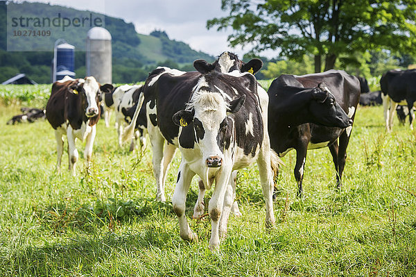 Milchkühe in Garrett County; Maryland  Vereinigte Staaten von Amerika'.