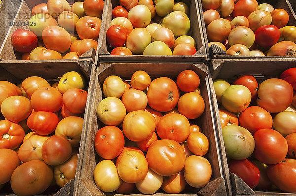 "Frisch geerntete Tomaten; Westminster  Maryland  Vereinigte Staaten von Amerika
