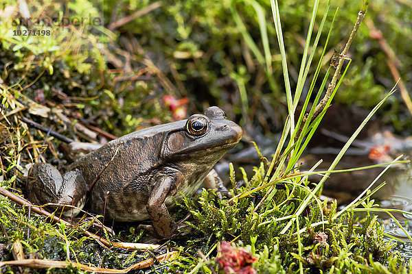 Grüner Frosch (Rana Clamitans melanota); Pointe-des-Cascades  Quebec  Kanada'.