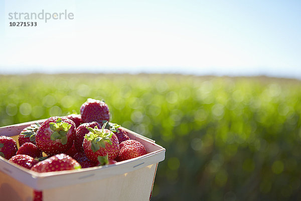 Ein Korb voller Erdbeeren mit Ackerland im Hintergrund; Quebec  Kanada'.