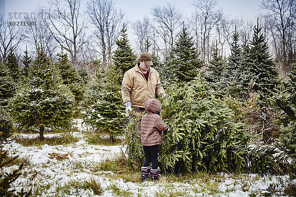 Vater und Tochter tragen einen gefällten Weihnachtsbaum von einer Weihnachtsbaumfarm; Stoney Creek  Ontario  Kanada'.