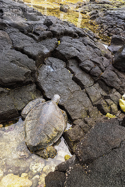 Eine Grüne Meeresschildkröte (Chelonia mydas) klettert aus einem Gezeitentümpel auf die Felsen; Kona  Insel Hawaii  Hawaii  Vereinigte Staaten von Amerika'.