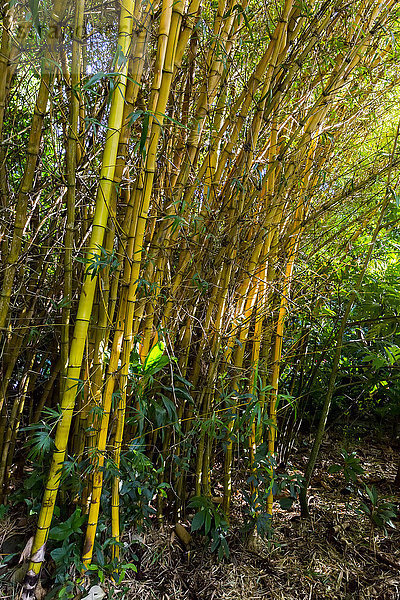 'Bambusbäume auf einer Wanderung; Wailua  Kauai  Hawaii  Vereinigte Staaten von Amerika'.
