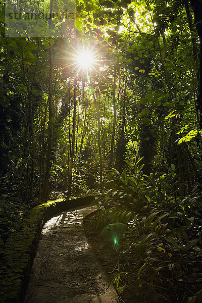Pfad durch einen Bambuswald mit einem Sonnenaufgang durch den Bambus; Wailua  Kauai  Hawaii  Vereinigte Staaten von Amerika'.