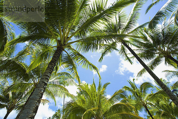 Palmen vor einem blauen Himmel mit Wolken; Kauai  Hawaii  Vereinigte Staaten von Amerika'.