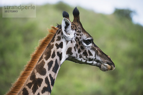Nahaufnahme einer Maasai-Giraffe im Arusha-Nationalpark; Tansania'.