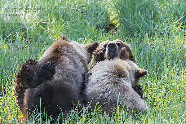 Grizzlybär (Ursus horribilus) bei der Fütterung seiner Jungen im Riedgras  Khutzymateen Bear Sanctuary; British Columbia  Kanada'.
