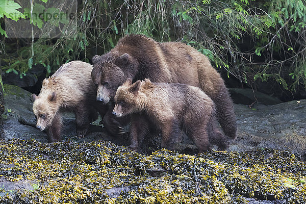 Grizzlybär (Ursus Arctos Horribilis) und seine Jungen gehen am Ufer entlang  Khutzymateen Bear Sanctuary; British Columbia  Kanada'.