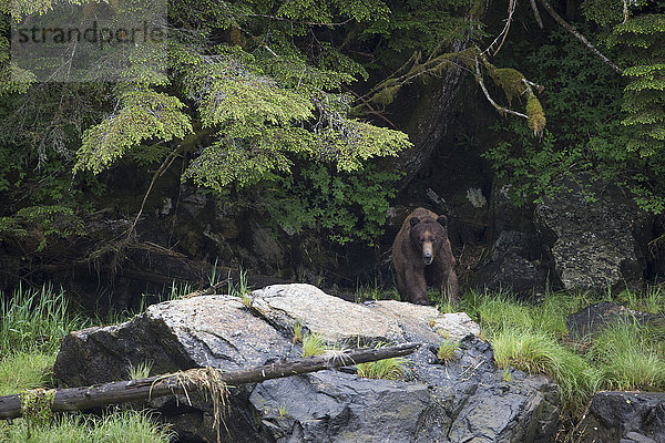 Großer Grizzlybär (Ursus Arctos Horribilis)  der aus dem Wald auftaucht  Khutzymateen Bear Sanctuary; British Columbia  Kanada'.
