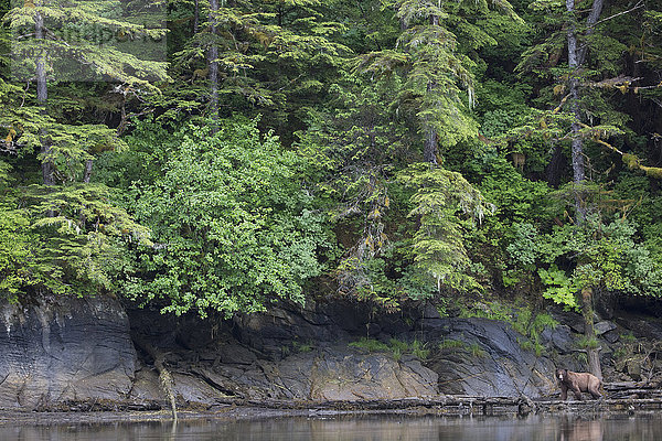 Grizzlybär (Ursus Arctos Horribilis) beim Spaziergang am Ufer  Khutzymateen Bear Sanctuary; British Columbia  Kanada'.