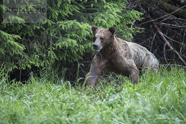 Großer Grizzlybär (Ursus Arctos Horribilis)  der aus dem Wald auftaucht  Khutzymateen Bear Sanctuary; British Columbia  Kanada'.