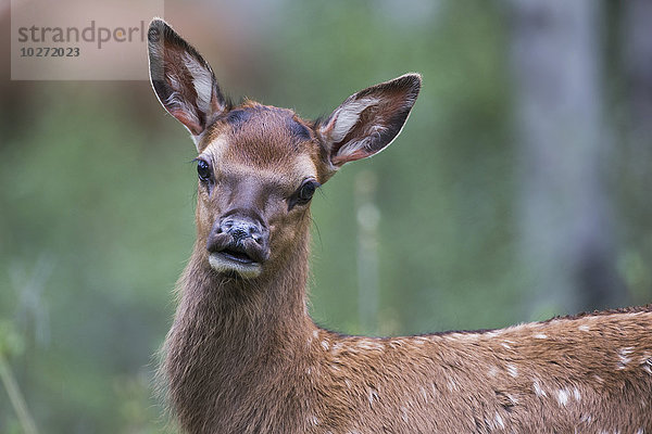 Elchbaby (Cervus canadensis)  Jasper National Park; Alberta  Kanada'.