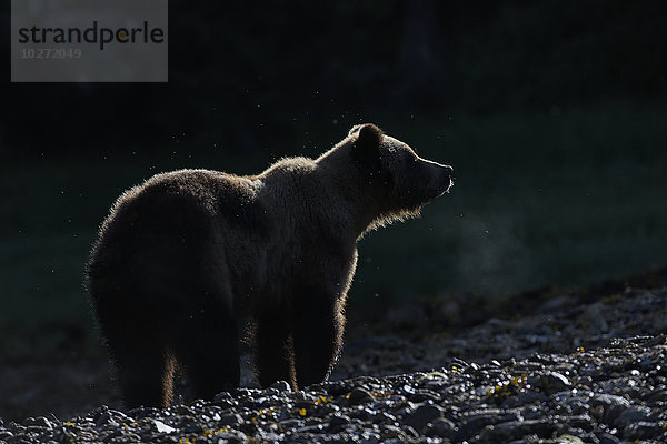 Grizzlybär (Ursus arctos horribilis) bei Sonnenaufgang  Khutzymateen Bear Sanctuary; British Columbia  Kanada'.