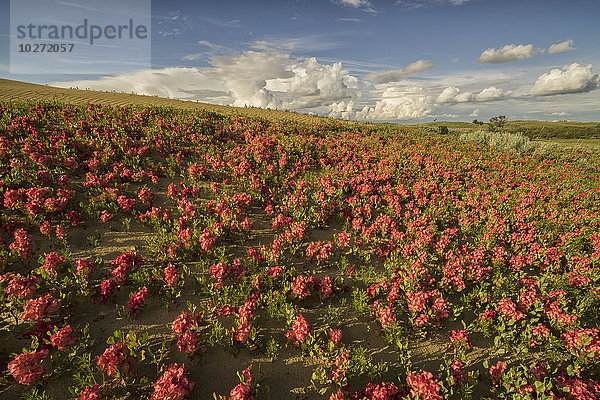 Feld mit roten Blumen in den Great Sandhills; Saskatchewan  Kanada