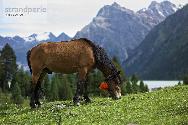 Pferd grasend auf einer Wiese mit See und Bergkette im Hintergrund; Ganze  Sichuan  China'.