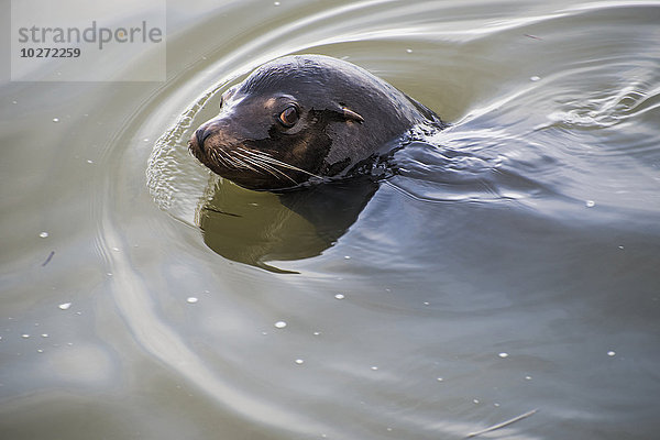 Ein weiblicher kalifornischer Seelöwe schwimmt im Fluss; Astoria  Oregon  Vereinigte Staaten von Amerika'.
