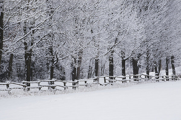 Schneebedeckte Bäume entlang eines Zauns und eines Feldes im Winter; Bromont  Quebec  Kanada'.
