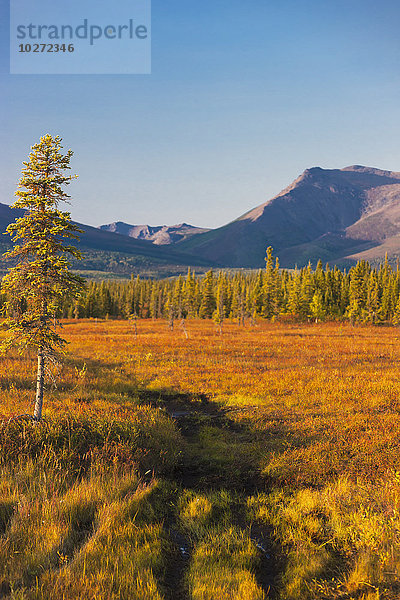 Blick auf den Wald und den Cosmos Mountain außerhalb des Dorfes Shungnak  Arctic Alaska  Herbst