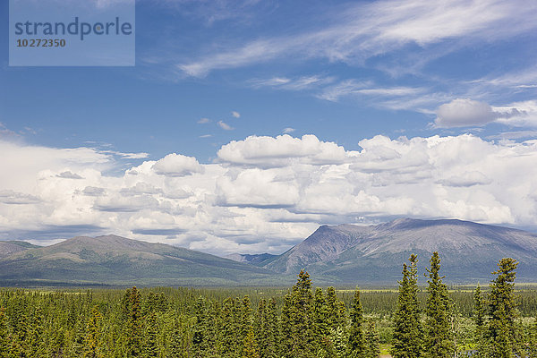 Blick auf den Cosmos Mountain mit einem immergrünen Wald im Vordergrund  Arktisches Alaska  Sommer