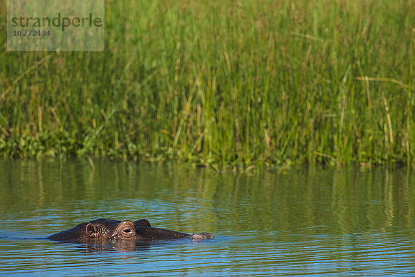 Flusspferd (Hippopotamus amphibius)  das aus dem Shire River herausschaut  Liwonde National Park; Malawi'.