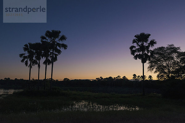 Silhouette von Palmen in der Abenddämmerung  Liwonde National Park; Malawi'.