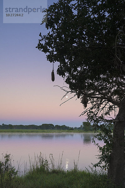 Monduntergang über dem Shire River in der Morgendämmerung  Liwonde National Park; Malawi'.