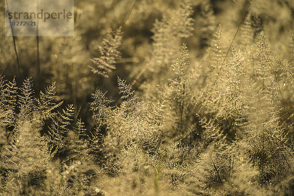 Gras mit Tau in der Morgendämmerung  Liwonde National Park; Malawi'.