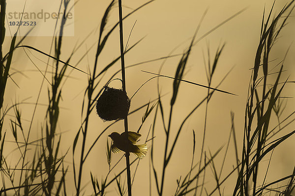 Silhouette eines Webervogels neben einem Nest im Schilf  Cape Maclear am Abend  Malawisee; Malawi'.