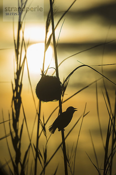 Silhouette eines Webervogels neben einem Nest im Schilf  Cape Maclear am Abend  Malawisee; Malawi'.