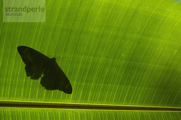 Silhouette eines Schmetterlings auf einem Bananenblatt; Zomba  Malawi'.