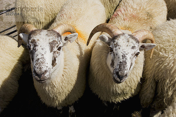 Schafe mit Markierungen auf der Wolle auf dem Markt; Builth Wells  Powys  Wales'.