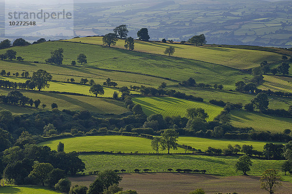 Üppig grüne Grasfelder und Bäume in einer sanften Hügellandschaft; Powys  Wales'.