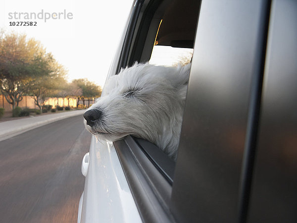 Blick auf einen Hund  der während der Fahrt seinen Kopf aus dem Fenster eines Fahrzeugs streckt  Phoenix  Arizona  USA