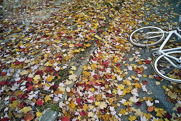 Orange  rote und gelbe Blätter auf einem Gehweg  Herbst  Burlington  Vermont  USA