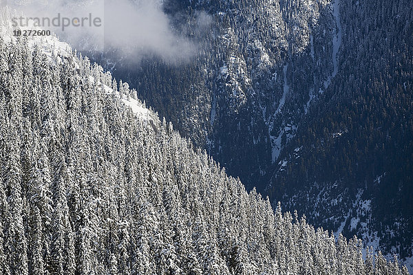 Neuschnee auf bewaldeten Berghängen  Whistler  British Columbia  Kanada