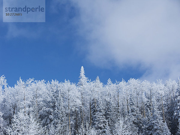 Schneebedeckter Wald mit Nebel und blauem Himmel darüber  Flagstaff  Arizona