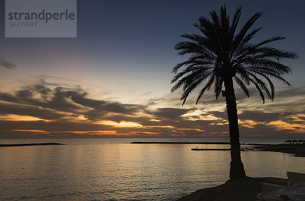 Silhouette einer Palme am Wasser bei Sonnenuntergang; Paphos  Zypern'.