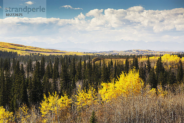Herbstfarben im bewaldeten Tal mit Bergsilhouette und Wolken mit blauem Himmel; Calgary  Alberta  Kanada'.