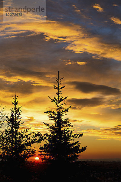 Silhouette von zwei immergrünen Bäumen mit dramatischen bunten Wolken bei Sonnenaufgang; Calgary  Alberta  Kanada'.