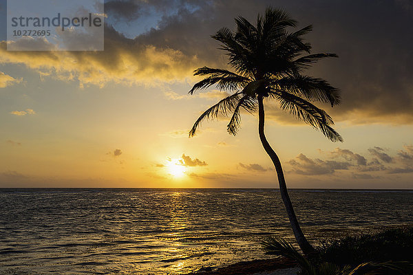 Silhouette einer Kokospalme entlang der Küste mit einer orange leuchtenden Sonne und Wolken bei Sonnenaufgang; Akumal  Quintana Roo  Mexiko