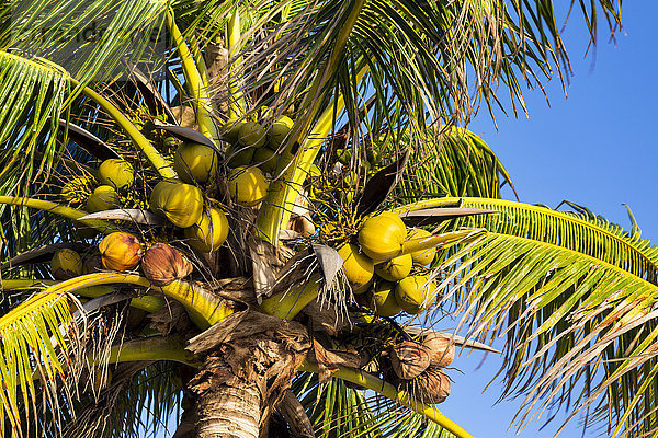 Nahaufnahme einer Kokospalme mit blauem Himmel; Akumal  Quintana Roo  Mexiko'.