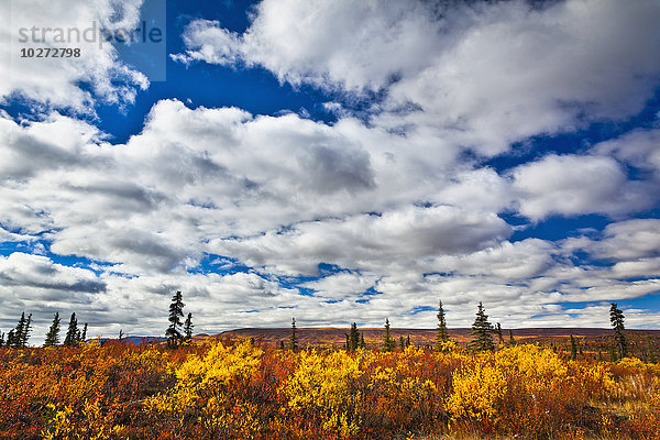 Helle herbstlich gefärbte Tundra unter blauem Himmel mit Wolken; Eureka  Alaska  Vereinigte Staaten von Amerika'.