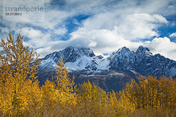 Twin Peaks und Matanuska River Wiese  umgeben von herbstlich gefärbten Birken  Palmer Hay Flats State Game Refuge; Alaska  Vereinigte Staaten von Amerika'.