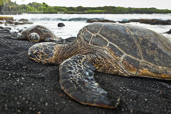Close up of Hawaiian Green Sea Turtle  Punaluu Black Sand Beach; Insel Hawaii  Hawaii  Vereinigte Staaten von Amerika'.