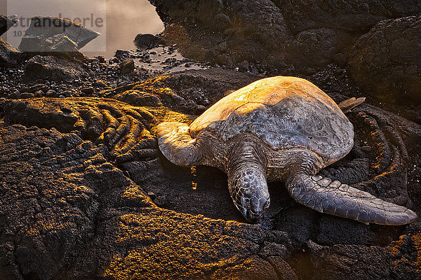 Grüne Meeresschildkröte (Chelonia mydas); Insel Hawaii  Hawaii  Vereinigte Staaten von Amerika'.